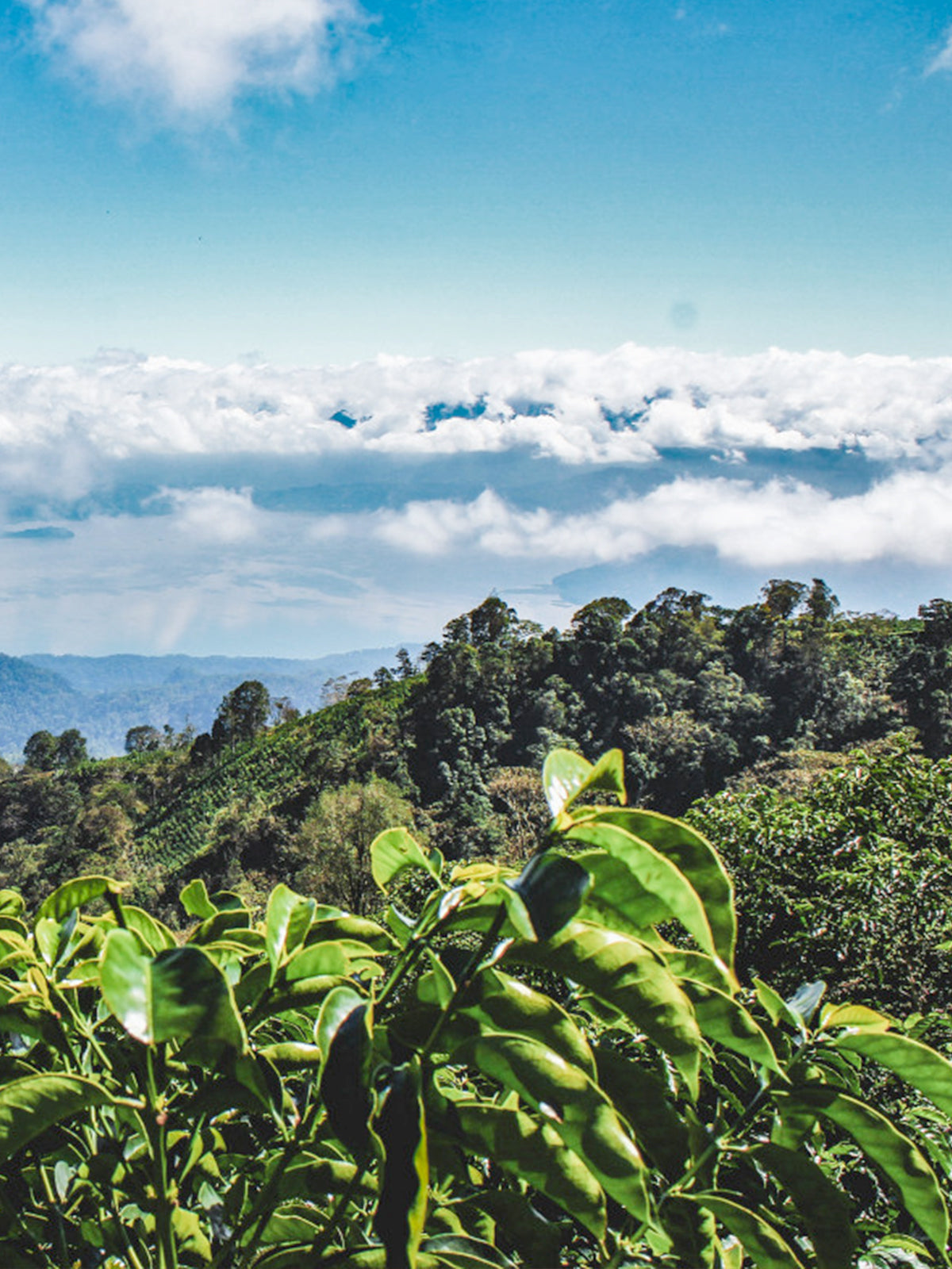 Honduras, San Vicente
